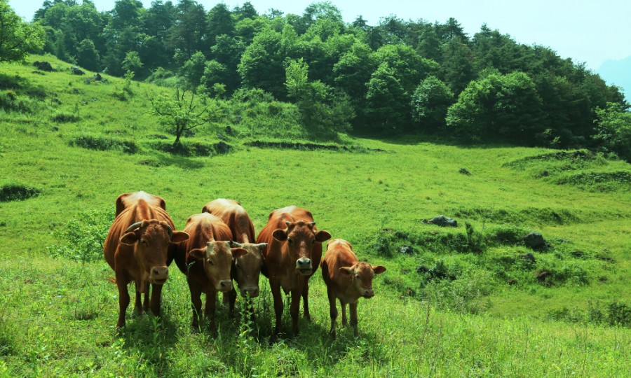 ����˹��ר����(�й�����)�ٷ���վ