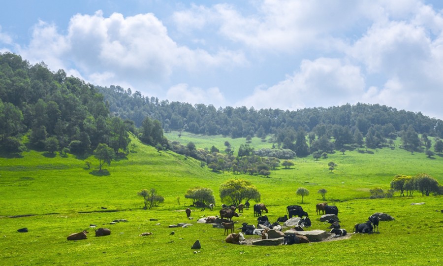 ����˹��ר����(�й�����)�ٷ���վ