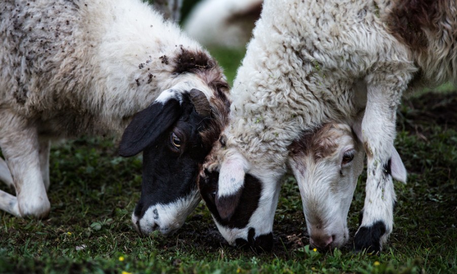 ����˹��ר����(�й�����)�ٷ���վ