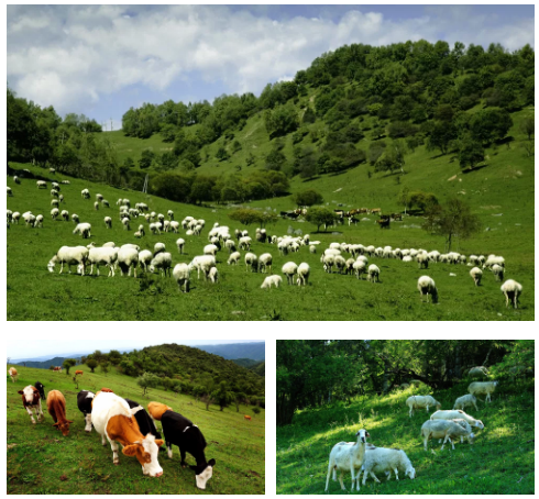 ����˹��ר����(�й�����)�ٷ���վ