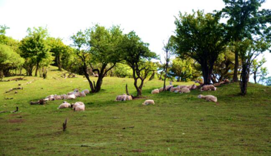 俄罗斯·专享会(中国集团)官方网站